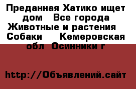 Преданная Хатико ищет дом - Все города Животные и растения » Собаки   . Кемеровская обл.,Осинники г.